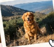 Golden retriever sitting on a trail