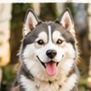 Smiling husky in the woods