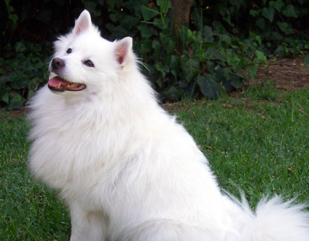 Happy white dog sitting comfortably on a green lawn