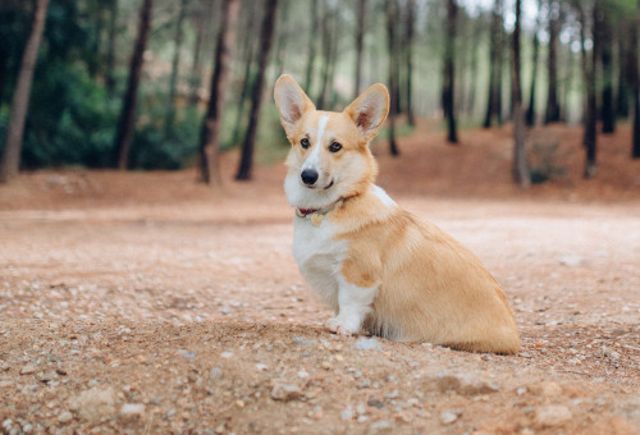 Corgi dog resting happily outdoors