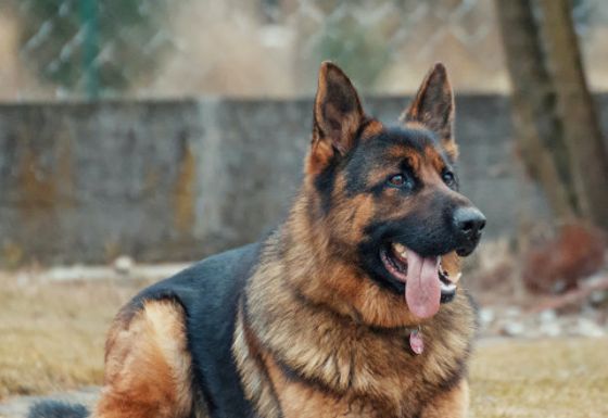 German shepherd dog relaxing on the grass