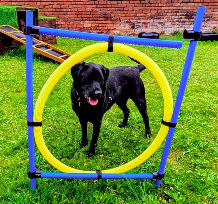 Black Labrador standing inside a yellow agility hoop at the Adventure Playground