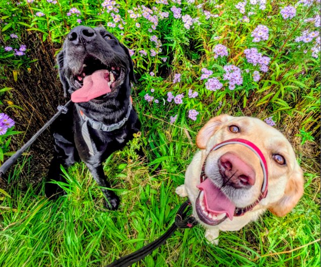 A black Labrador and a yellow Labrador looking up among purple wildflowers