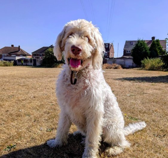 Fluffy white dog sitting on dry grass on a sunny day