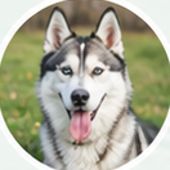 Husky