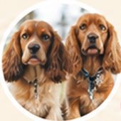 Two spaniels