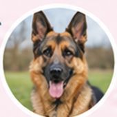 German shepherd